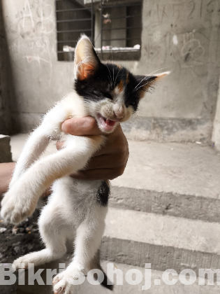 Persian mix breed